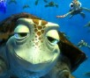 Navegar nos Mares com a Tartaruga Crush