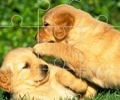 Cute Dog Jigsaw