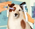 Eye Care Dog With A Blog